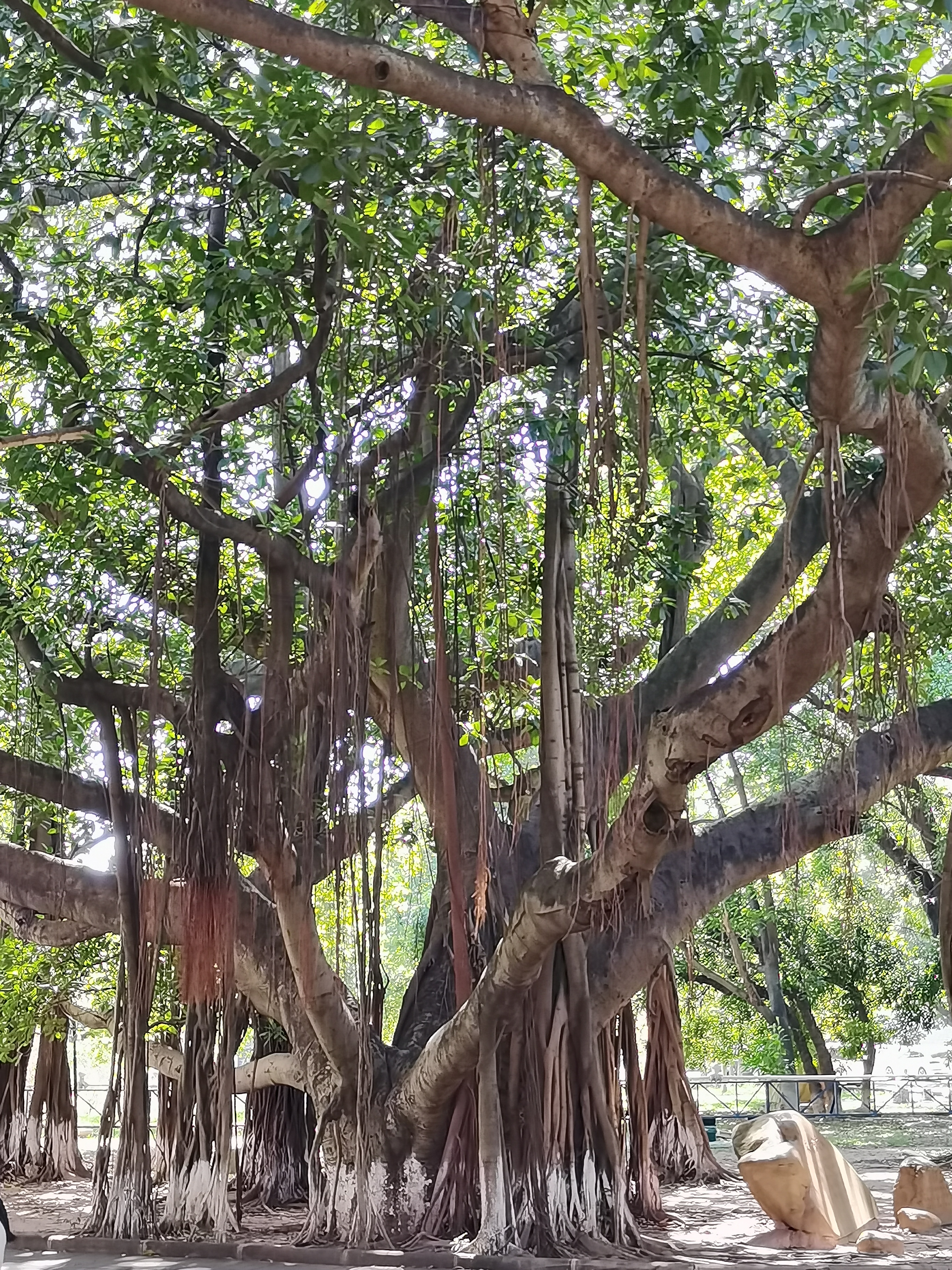 高山榕古树图片