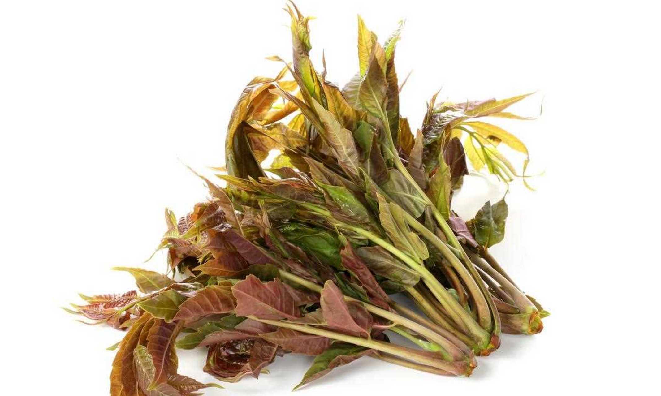 【香椿】(学名:toona sinensis)又名:香椿芽,椿天,香桩头,大红椿树