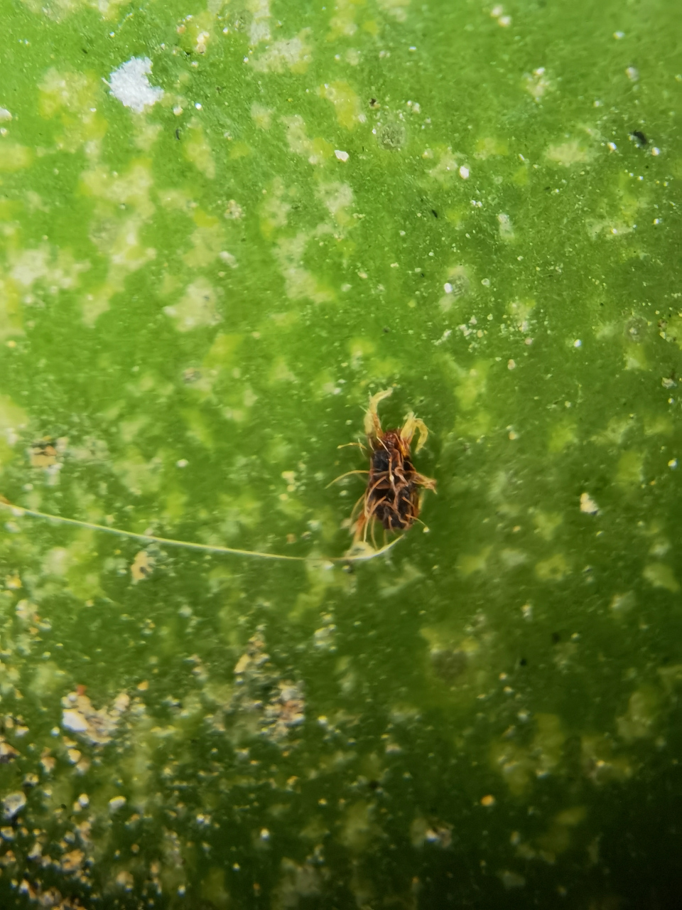 6月柑橘重点防治锈壁虱,白癞病,红蜘蛛最关键阶段,需要针对性下药防治