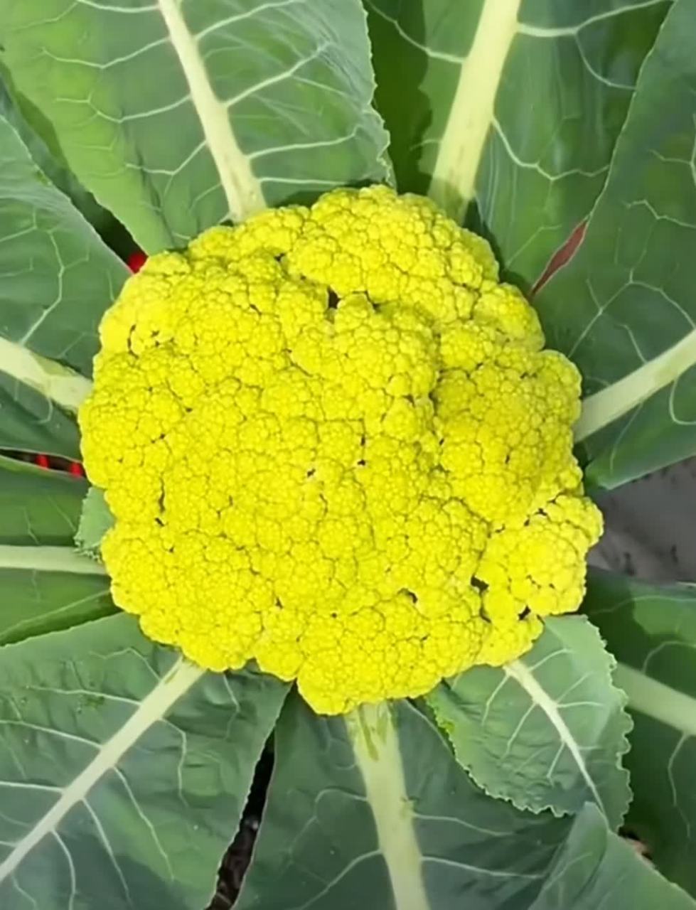 菜花有几种颜色? 只有白花椰菜.[大笑][大笑]#搞笑