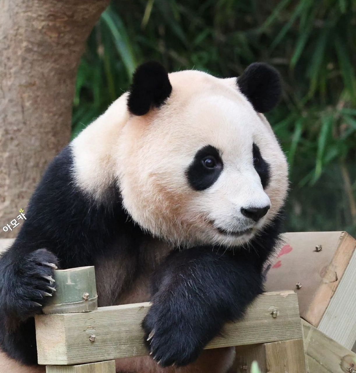 happy_amoka 67  #大熊猫福宝#  #大熊猫