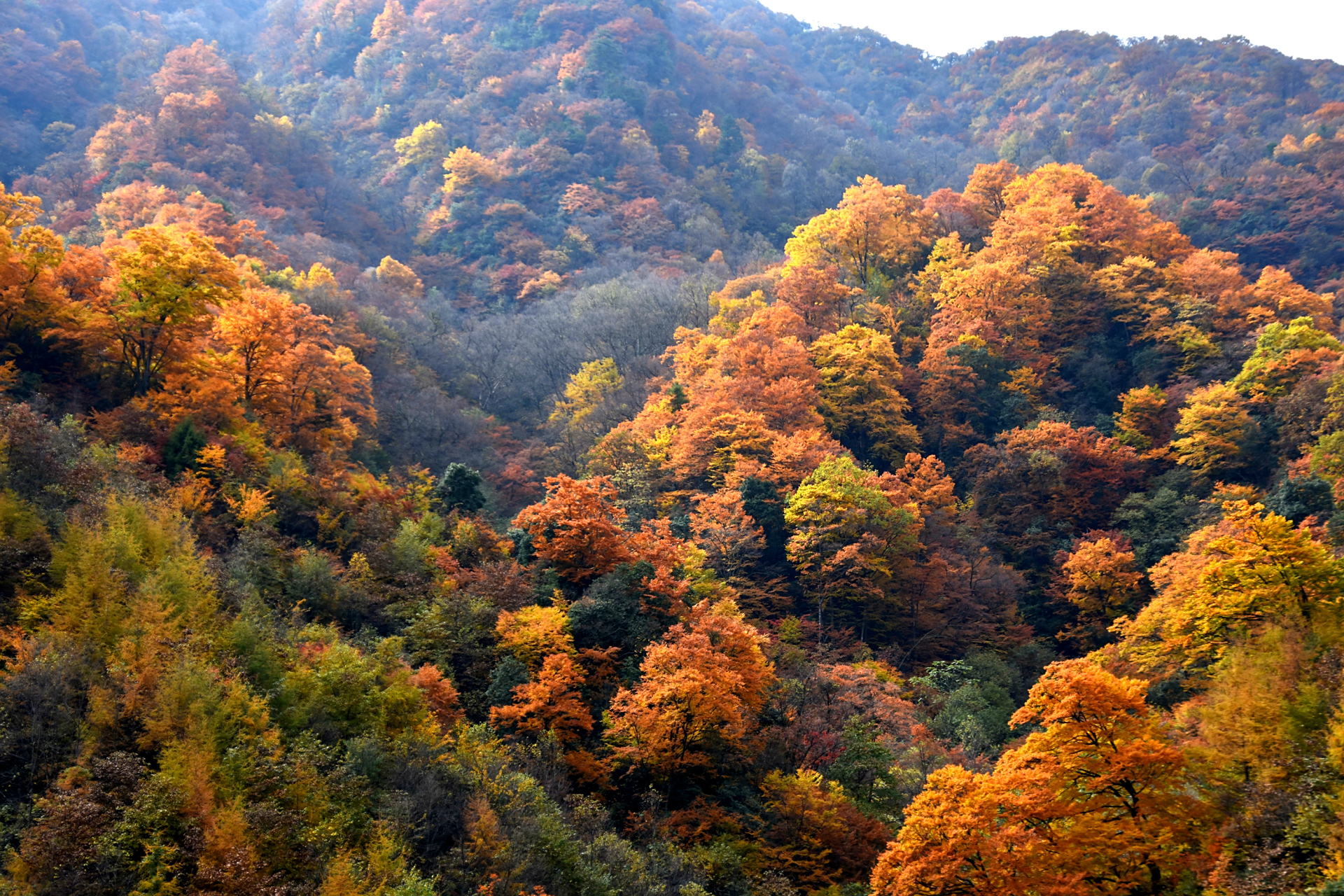 9493秋天的风景,红叶可以代表一种,在四川巴中光雾山,漫山的红叶