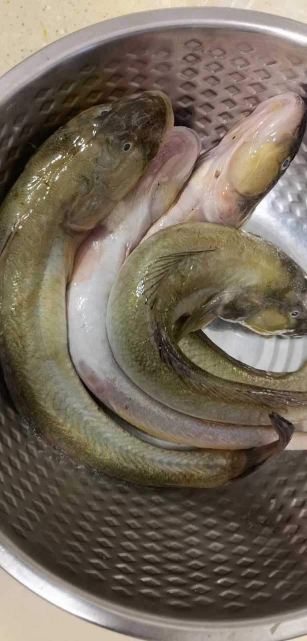 海胖头鱼又叫海楞蹦—原产渤海区域生产的鱼类.