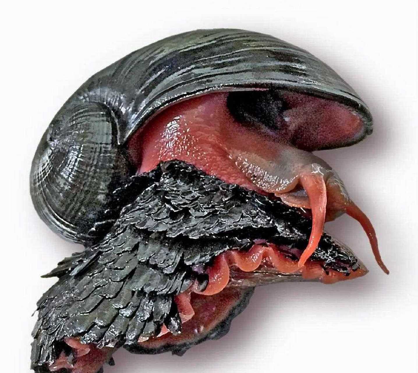 【奇珍异物】鳞角腹足蜗牛是一种奇特的深海热液腹足动物,它们生活在