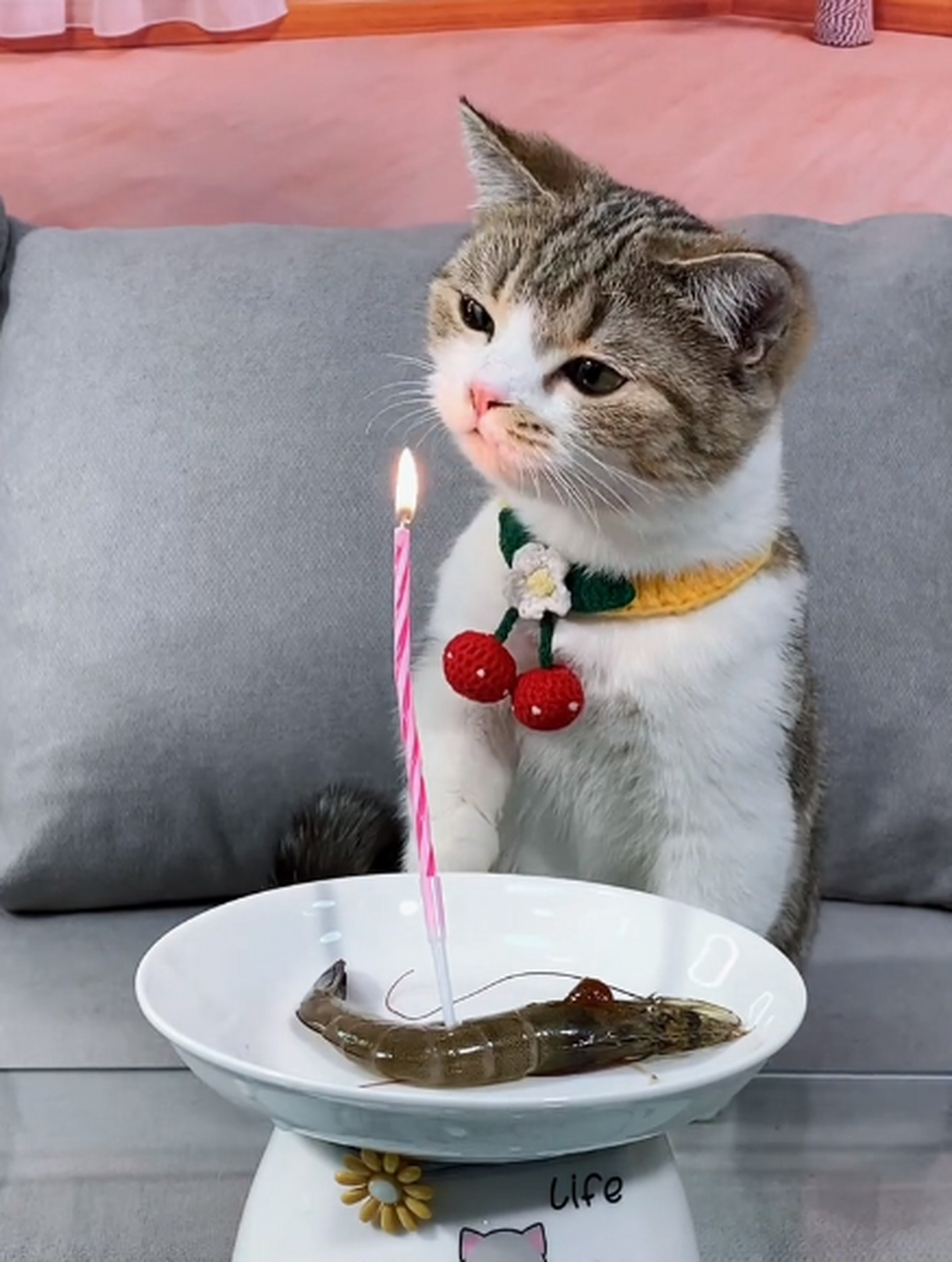 猫咪过生日图片唯美图片