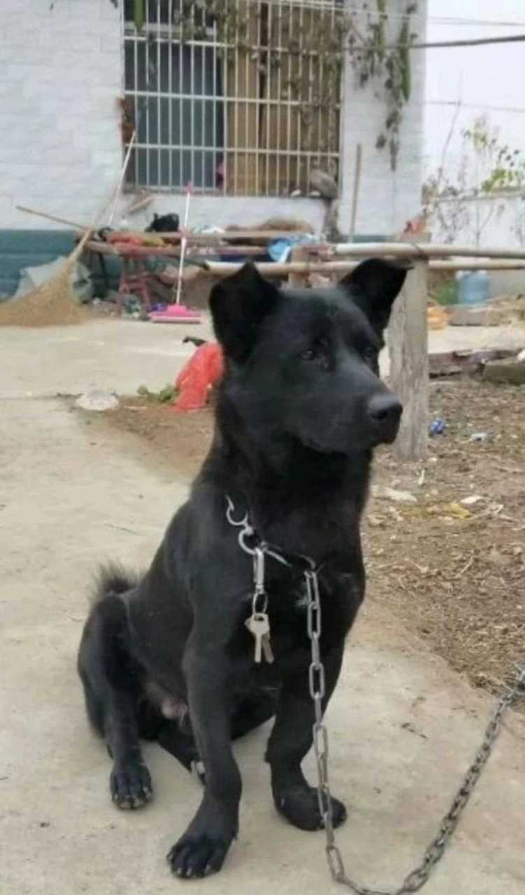 主人出门访友黑儿蹲家守园钥串绳索套脖儿归进屋随取狗儿忠诚可靠小偷
