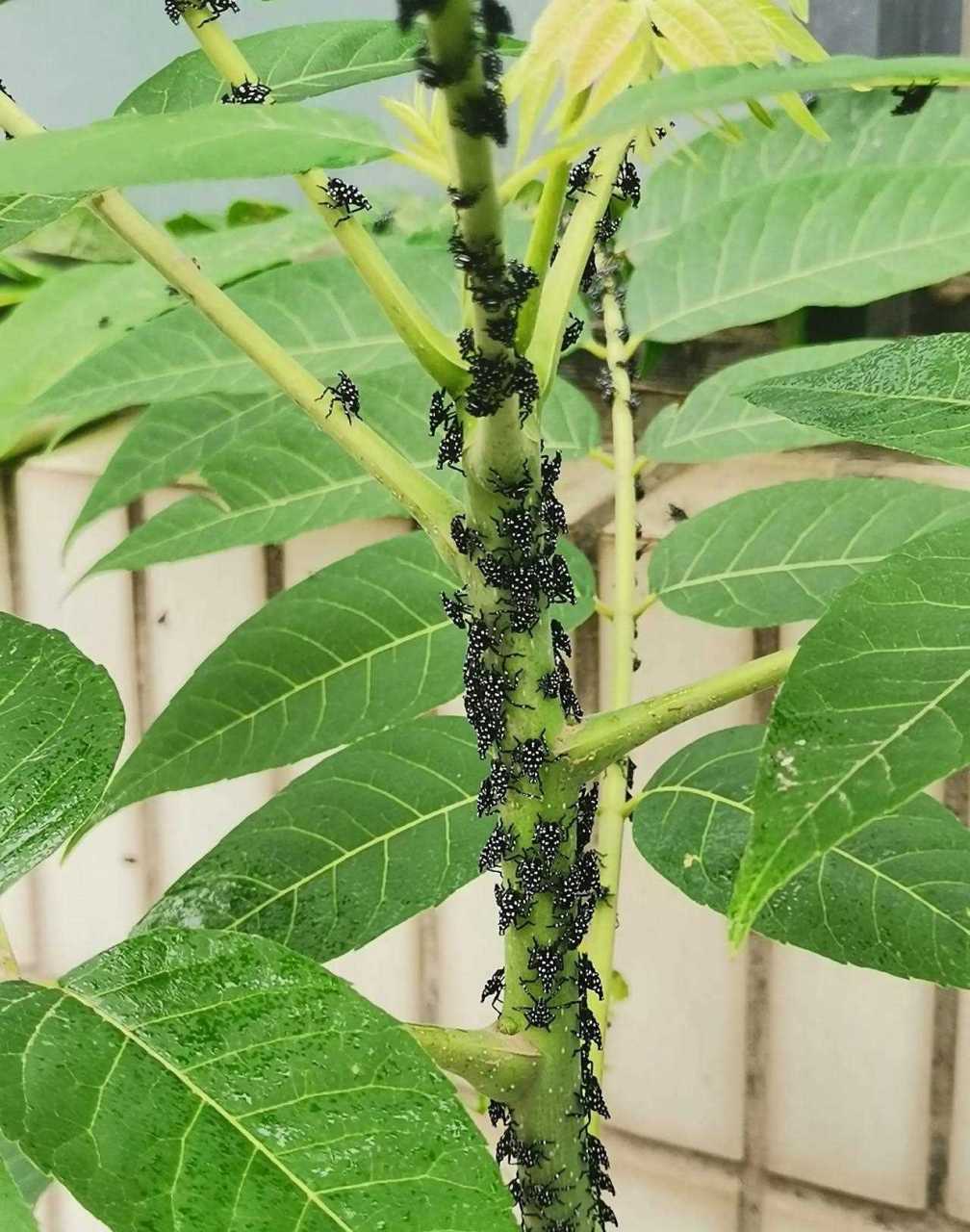 花大姐资料图片