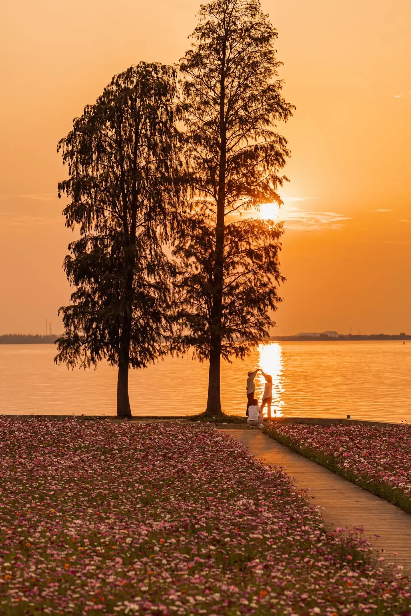 轻松get同款孤独的树 现在还有浪漫的花海 环湖大道风景很美很适合