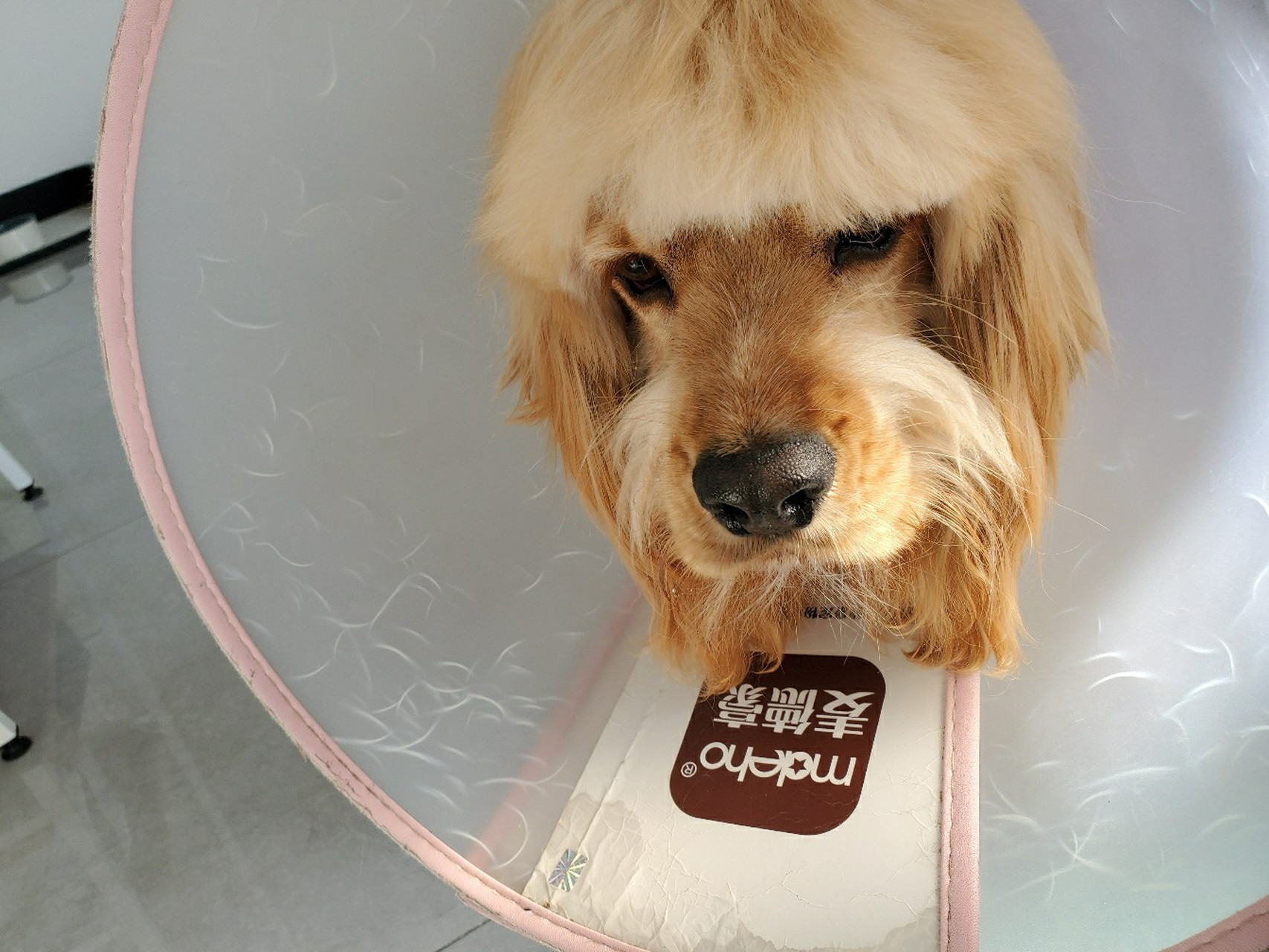 美国可卡 剪了一个lisa同款刘海(不是)狗儿子去洗澡,小姐姐看前面的毛