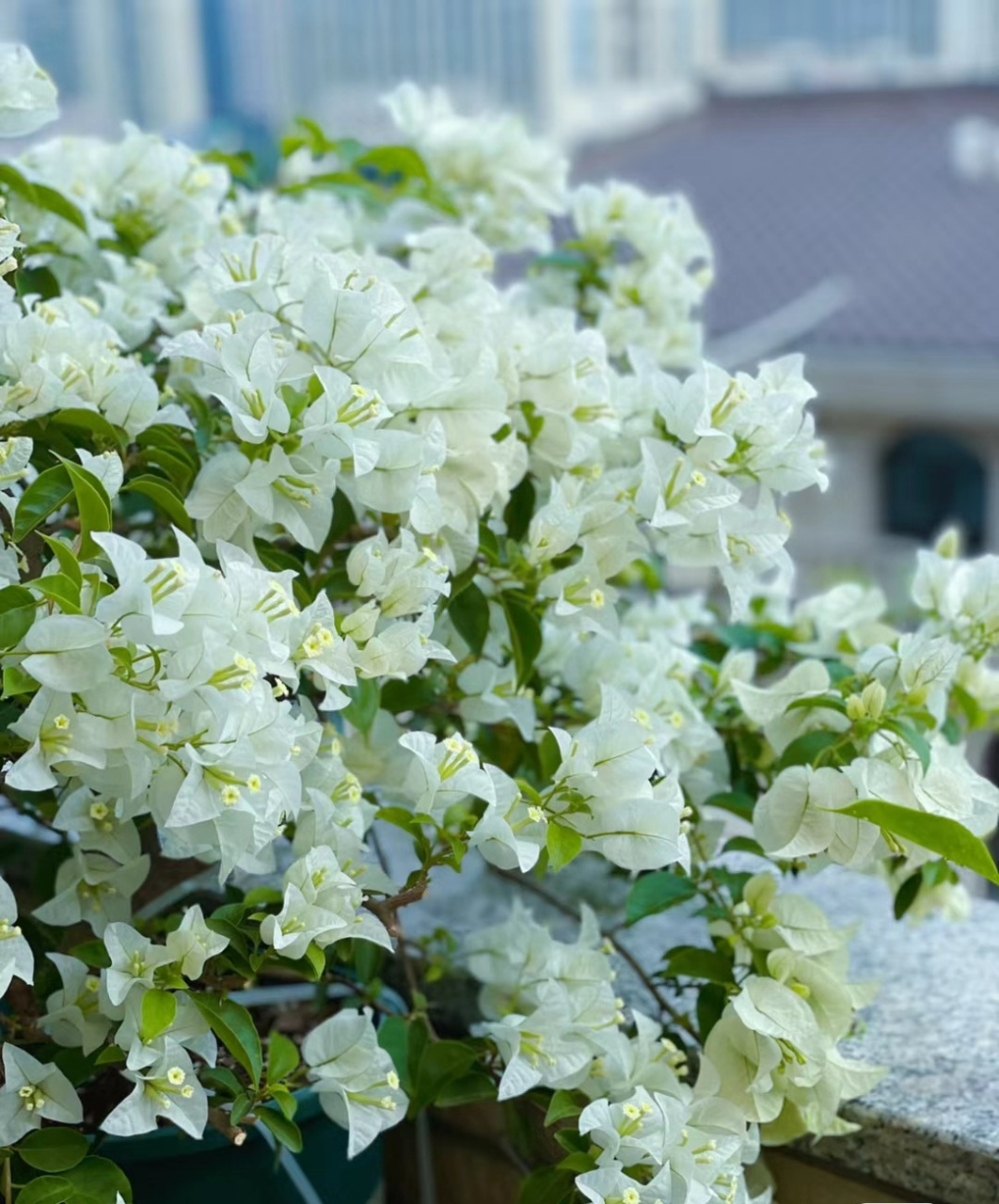 白色的三角梅,你见过吗?