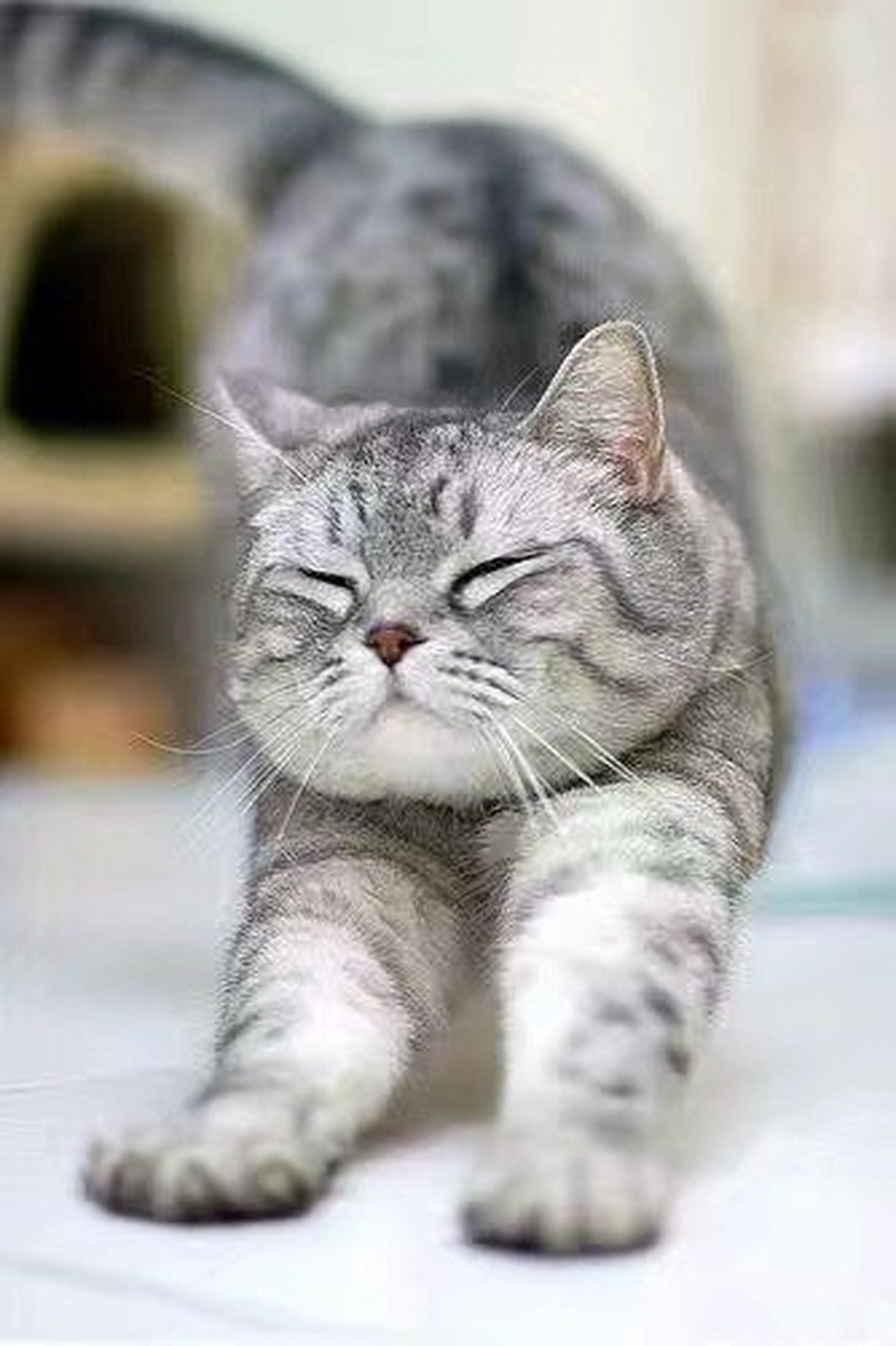 猫科动物在本质上都是一样的.[偷笑]