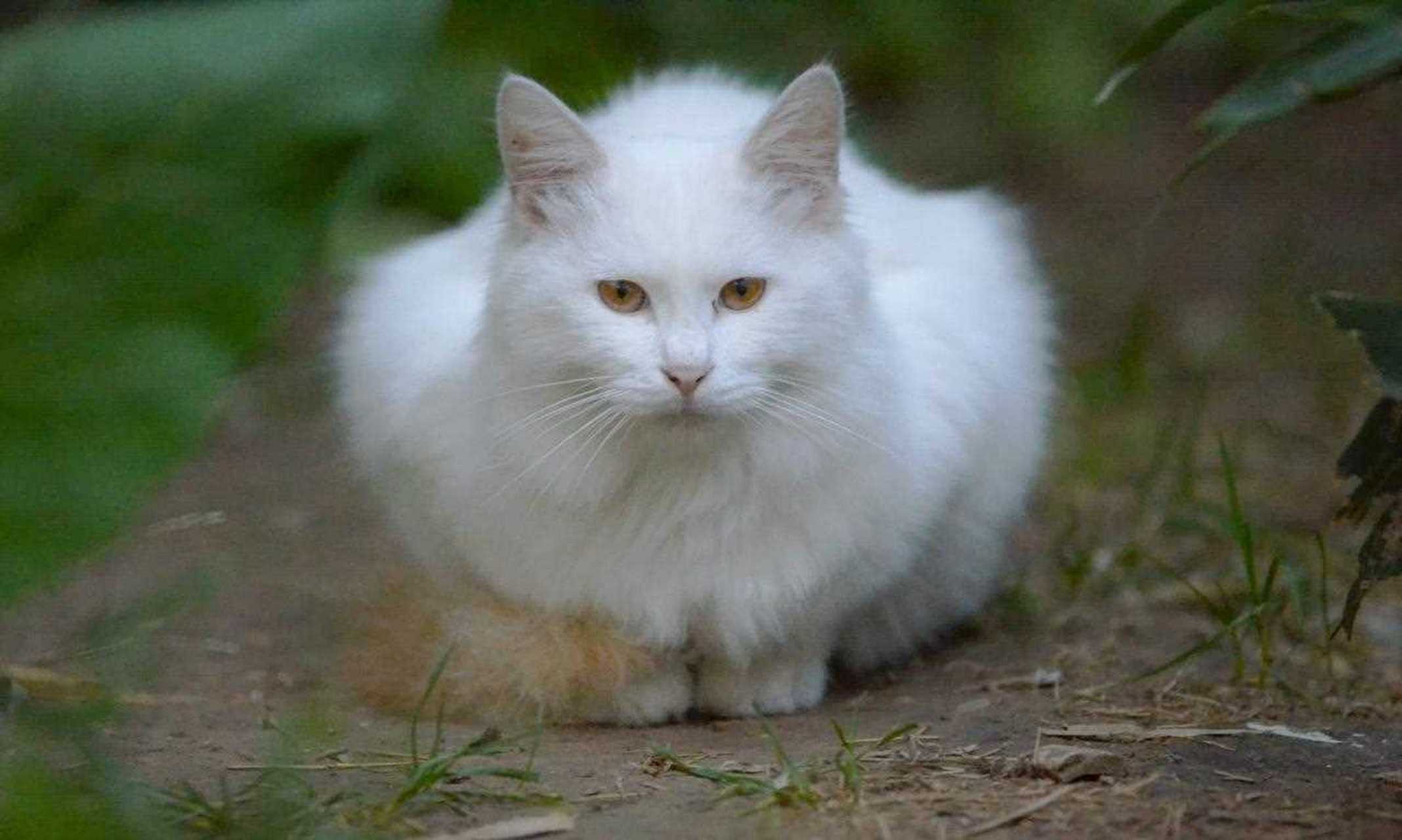 就叹为观止啊!慢镜头下的猫咪奔跑,帅呆了!