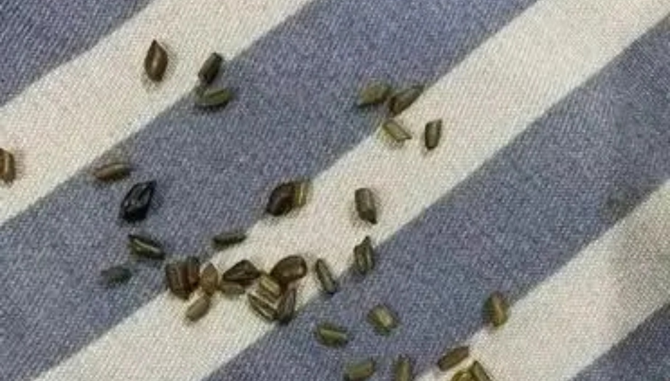 女朋友枕头下面发现的,这是蟑螂屎吗?[惊恐]