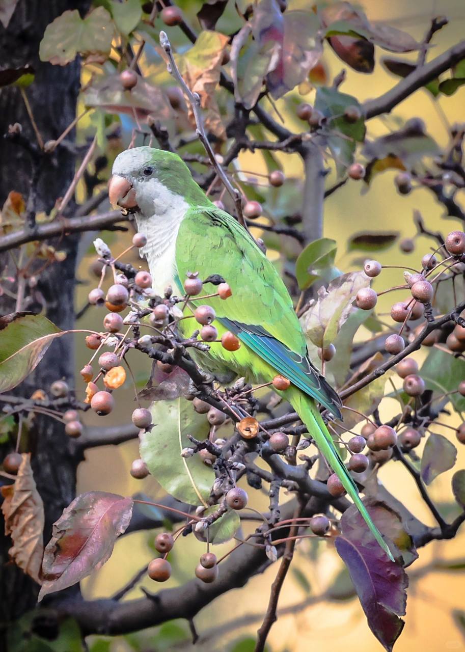 新泽西的和尚鹦鹉  说来你们可能不信,在新泽西的edgewater有好几大群