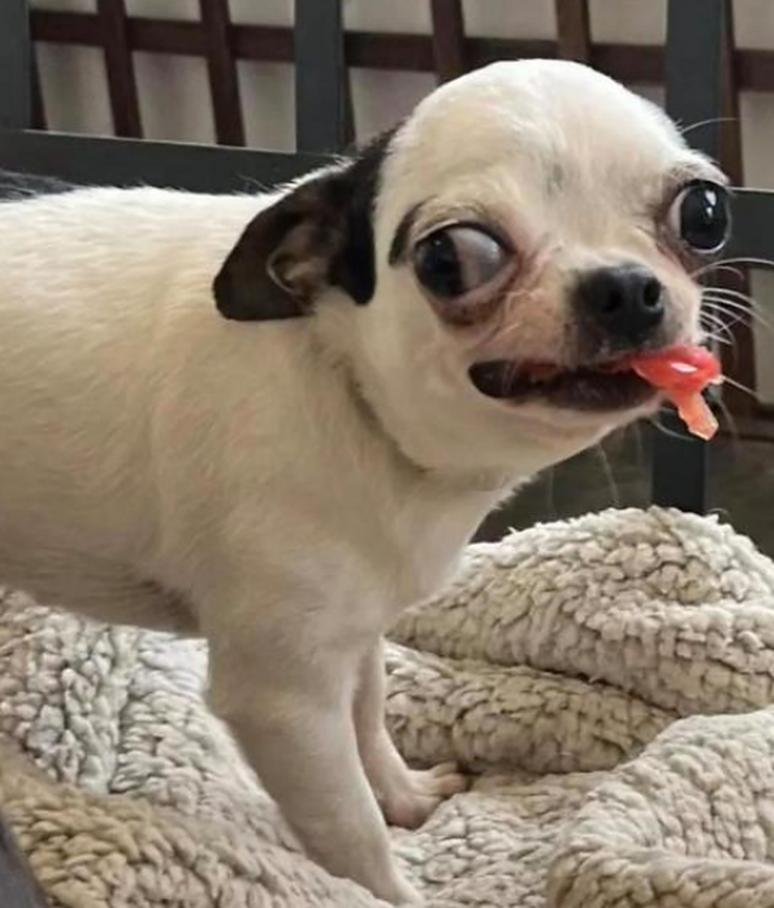 这狗狗的大眼睛简直要美暴了!