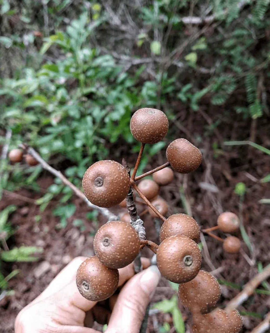 小时候吃过的野果,不知道叫啥名了,有知道的吗?