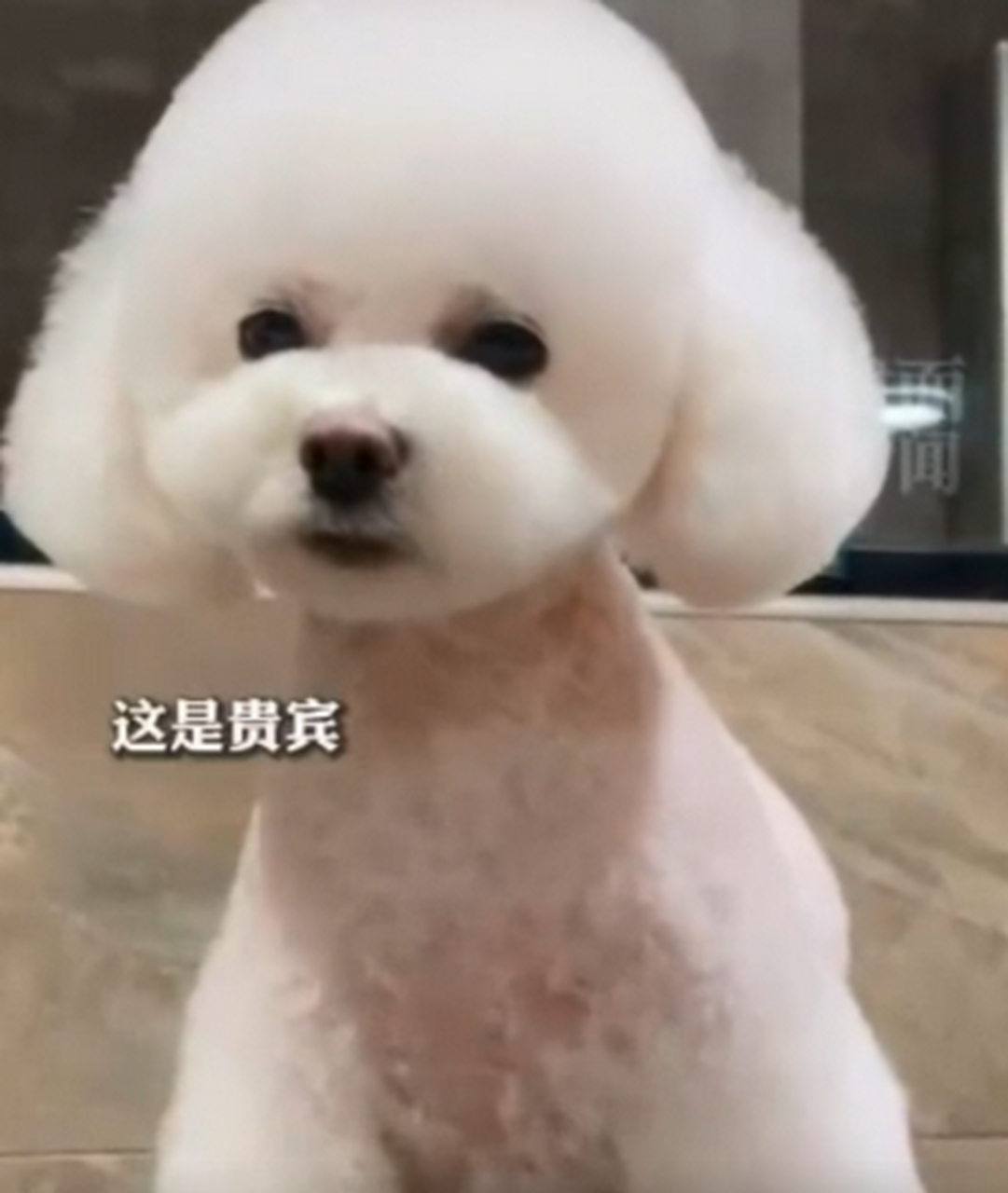 男子花150美元买狗结果是巴西老鼠#  8月14日,港媒报道阿根廷一男子