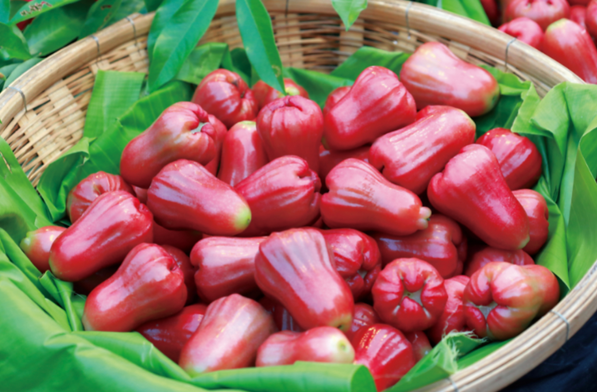 莲雾学名洋蒲桃,又名天桃,爪哇蒲桃,属于桃金娘科乔木.