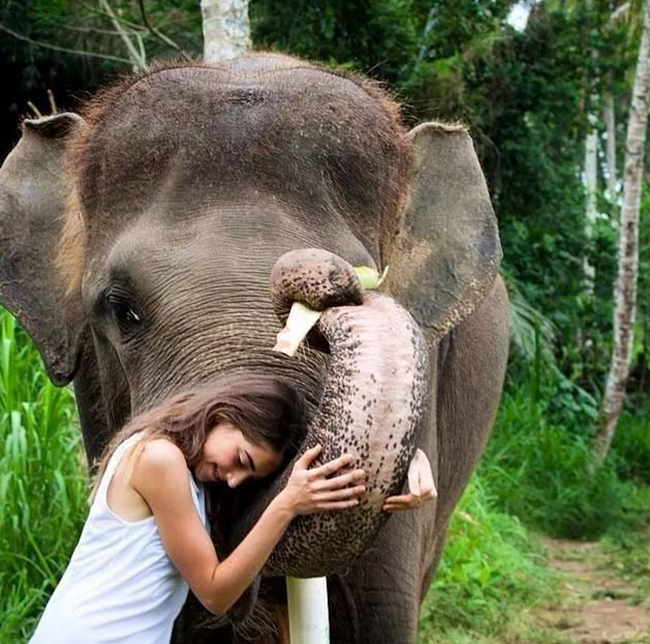 大象身体上稀稀落落的毛发是干什么用的?