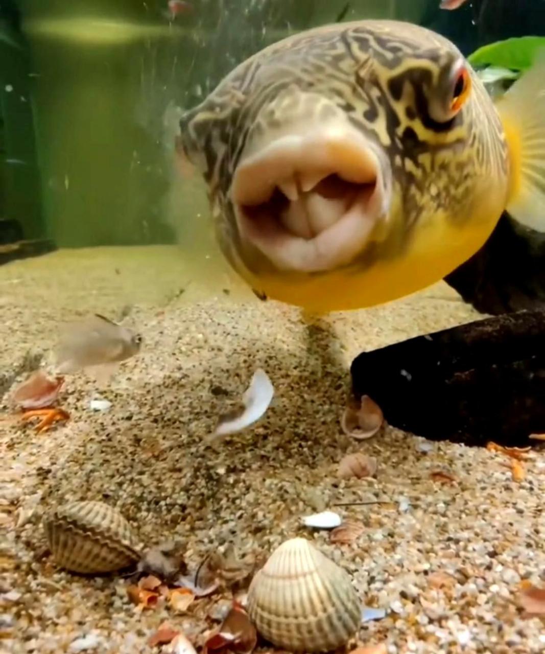 这种鱼牙齿非常锋利,能轻松咬碎坚硬的贝壳,你知道它是什么吗?