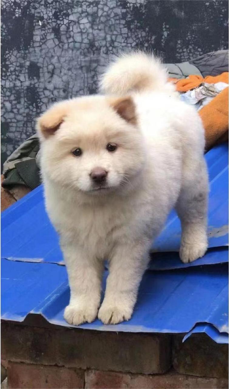 中国原生松狮犬,俗称土松,熊狗,现主要分布于中国珠三角地区和广西.