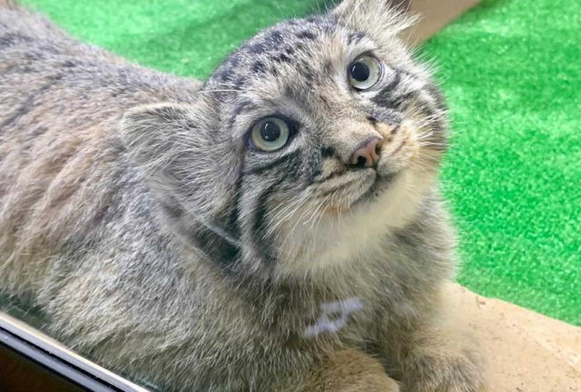 那须动物王国的兔狲,真的好会撒娇卖萌啊!来感受可爱暴击. #搞笑萌宠