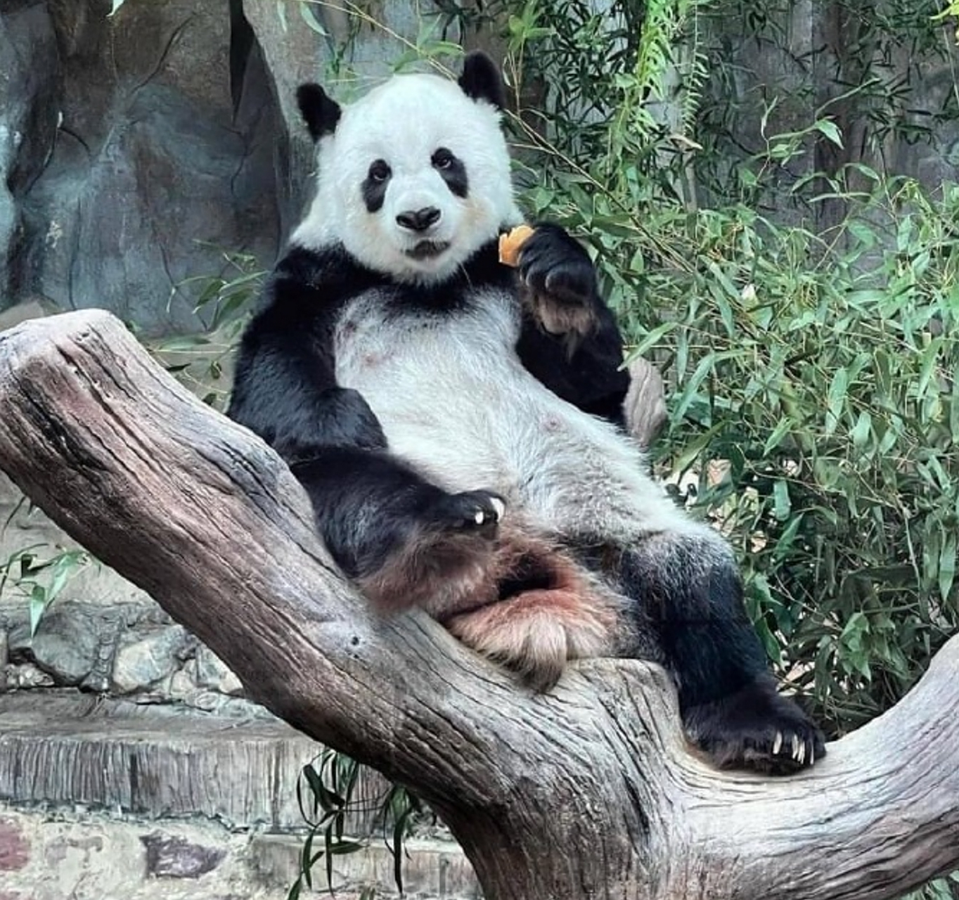 泰国大熊猫林惠去世#   旅居泰国清迈动物园的大熊猫"林惠",于2023年