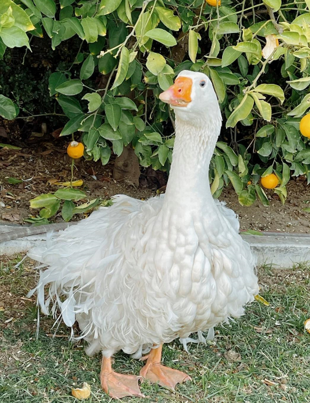 居然有卷毛鸭,还挺好看!