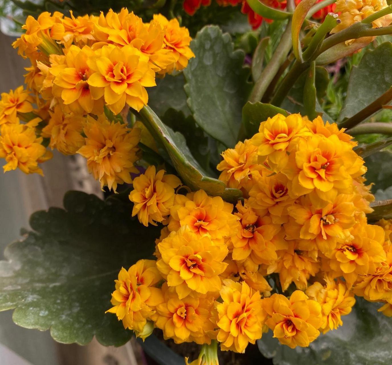 那就养盆长寿花"宝玉"吧,花型圆润饱满,状如牡丹,花色金黄,闪亮亮