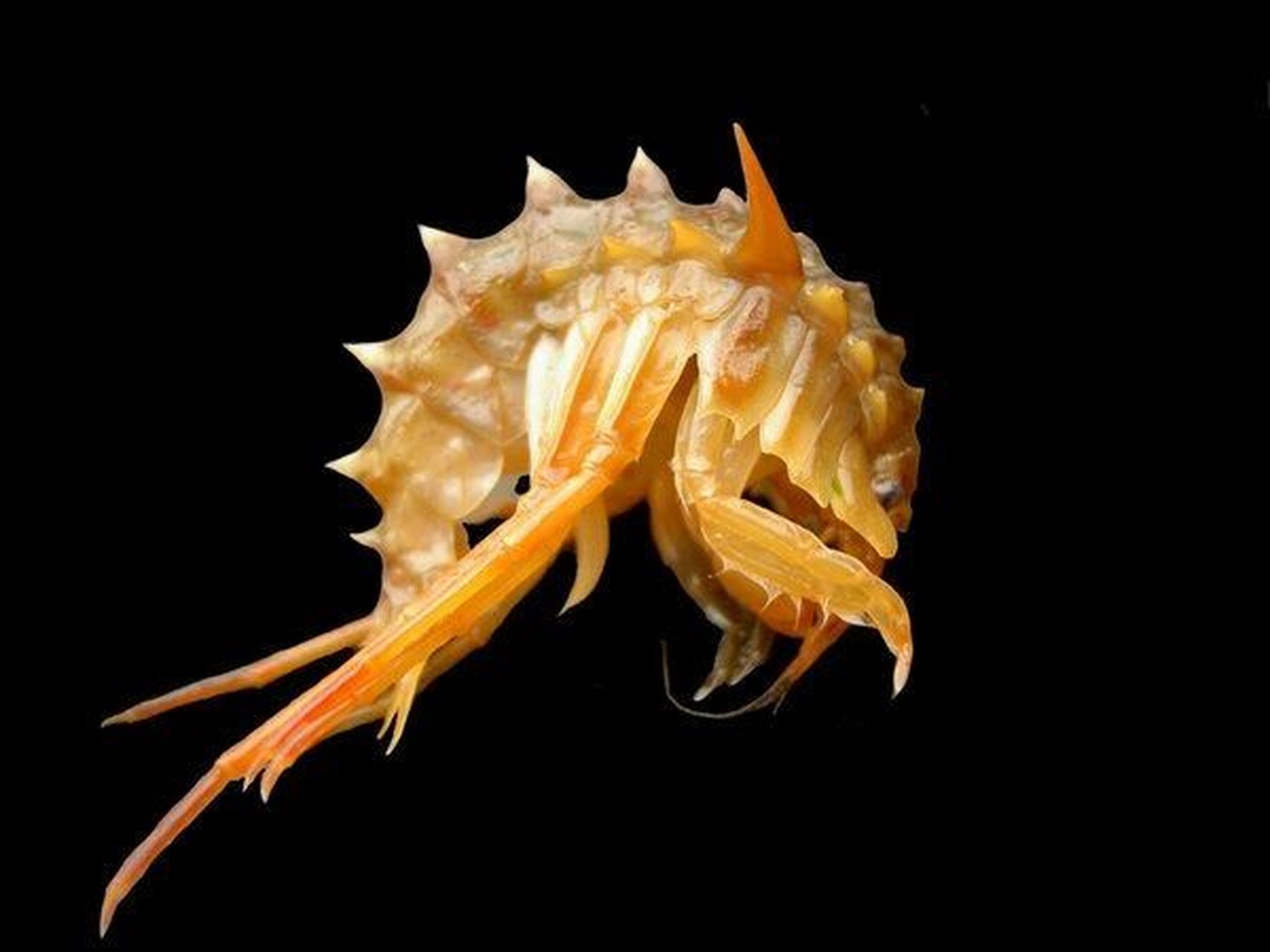 生活在地球上的"外星生物" 贝加尔湖多刺钩虾 acanthogammarus victor