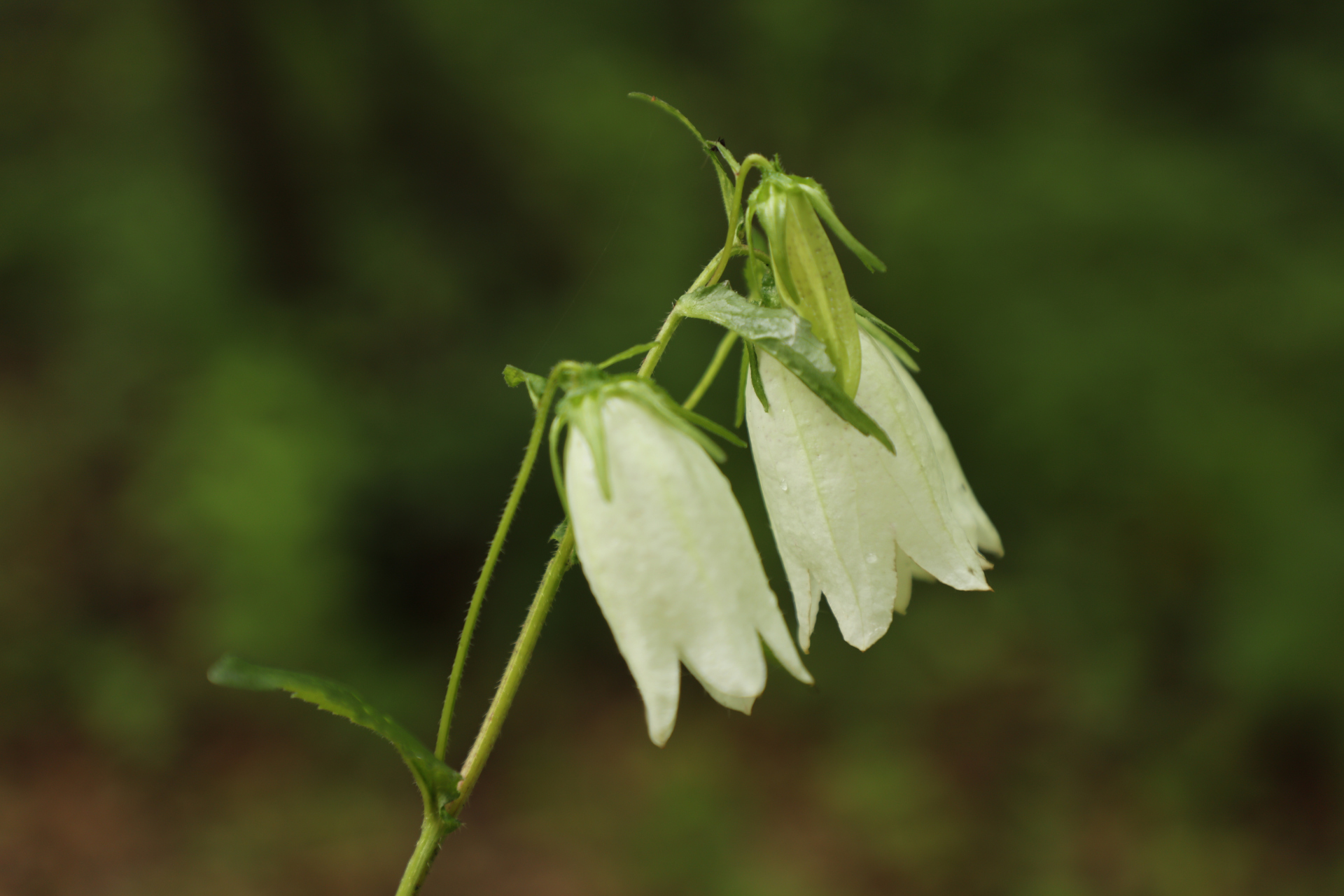 春日赏花季