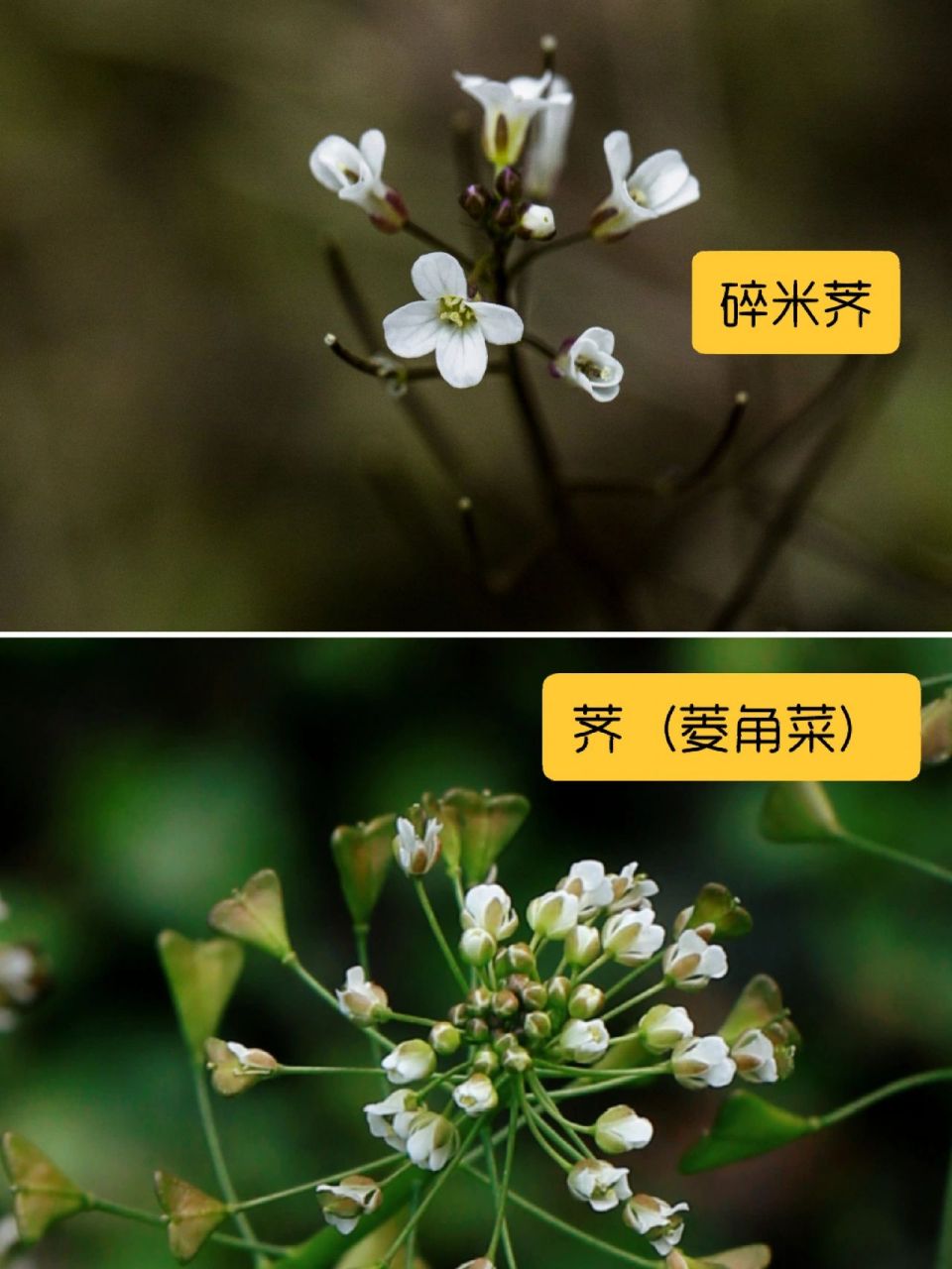 荠(jì),又名荠菜,菱角菜,地米菜.#百科# #三农