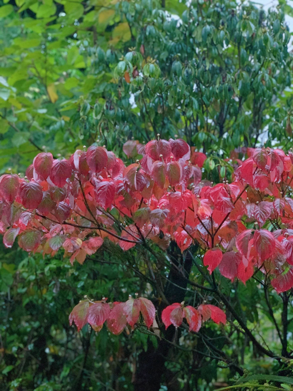 几年前,我带回了一个小小的金耳石斛芽,路过花园时,发现它竟然要开 
