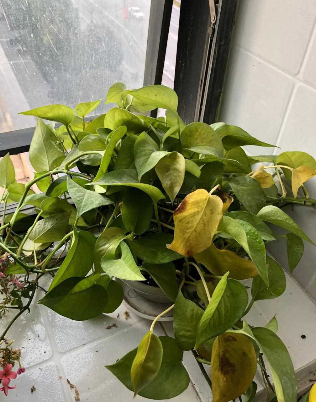 我养的绿萝总是变黄变蔫儿,最近卖了营养液,似乎没啥作用,水浇多了也