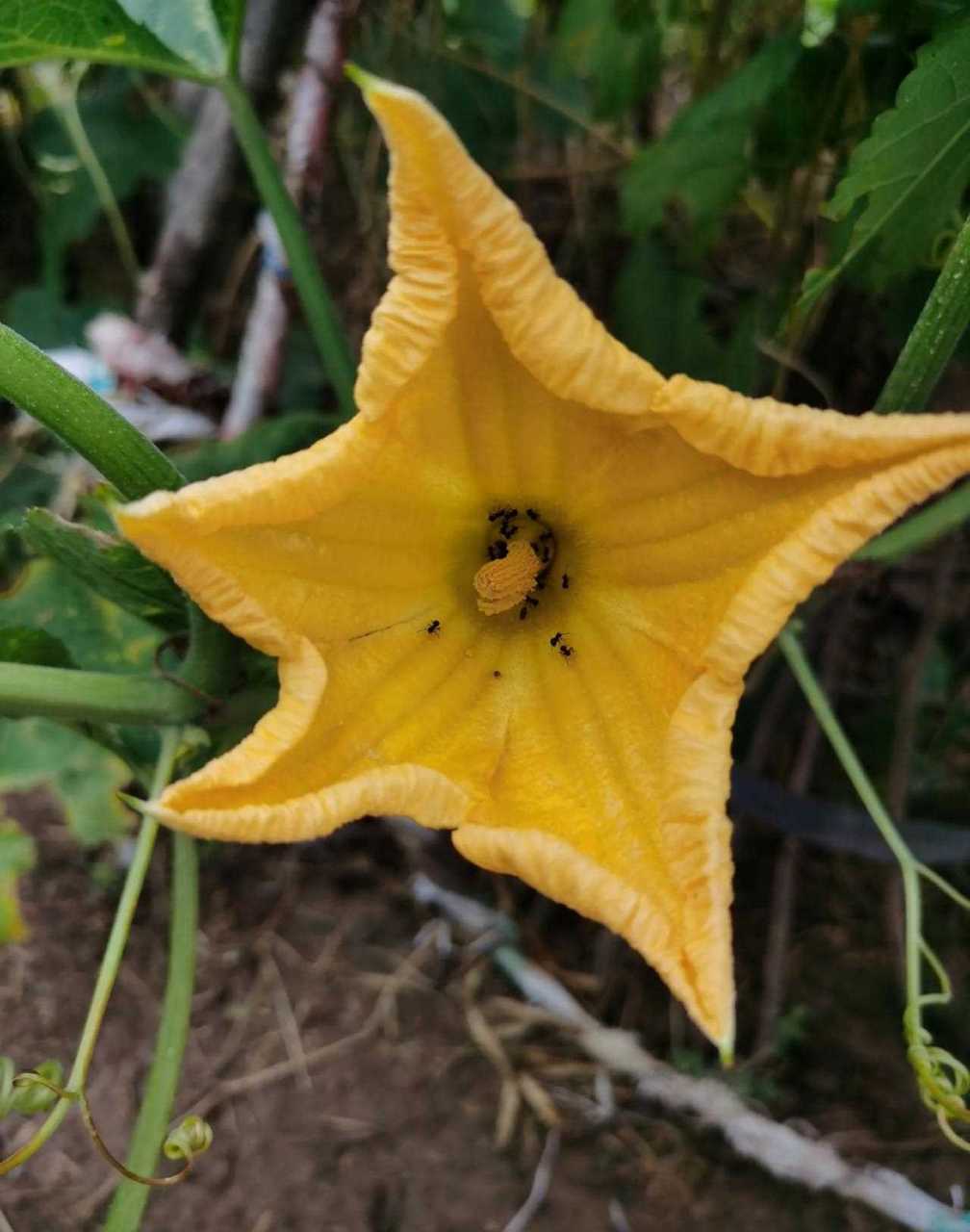 南瓜花雄花图片