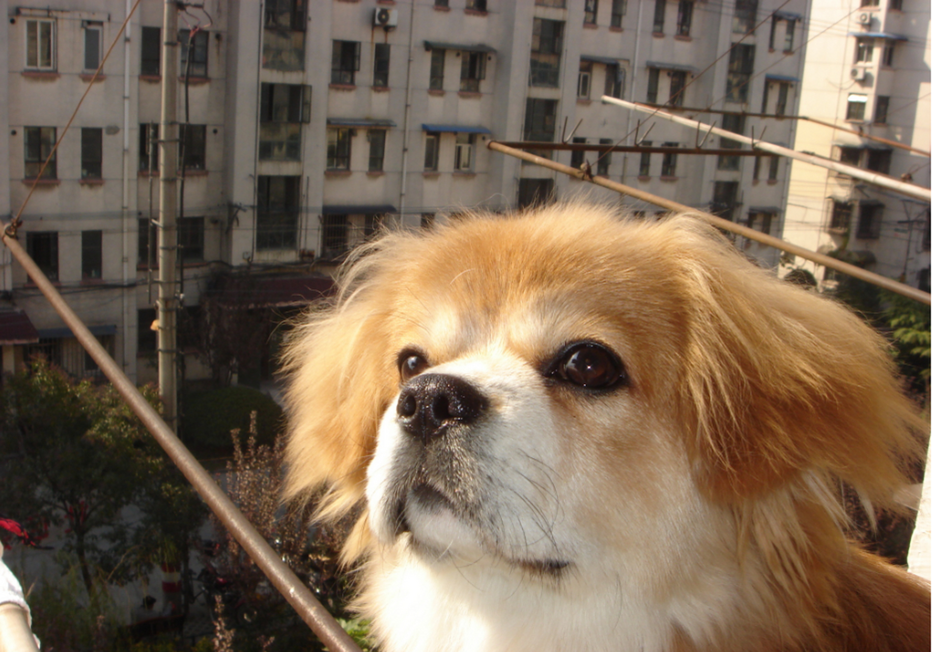 西藏猎犬# 是一种来自中国西藏的古老犬种,也被称为"袖狗"或"宫廷 ""