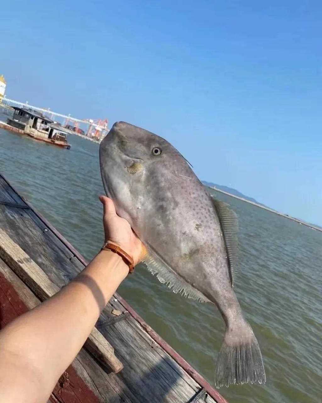 今天的扒皮鱼,个头大浑身都是肉上岸帮处理好,清蒸干煎红烧或者煲汤