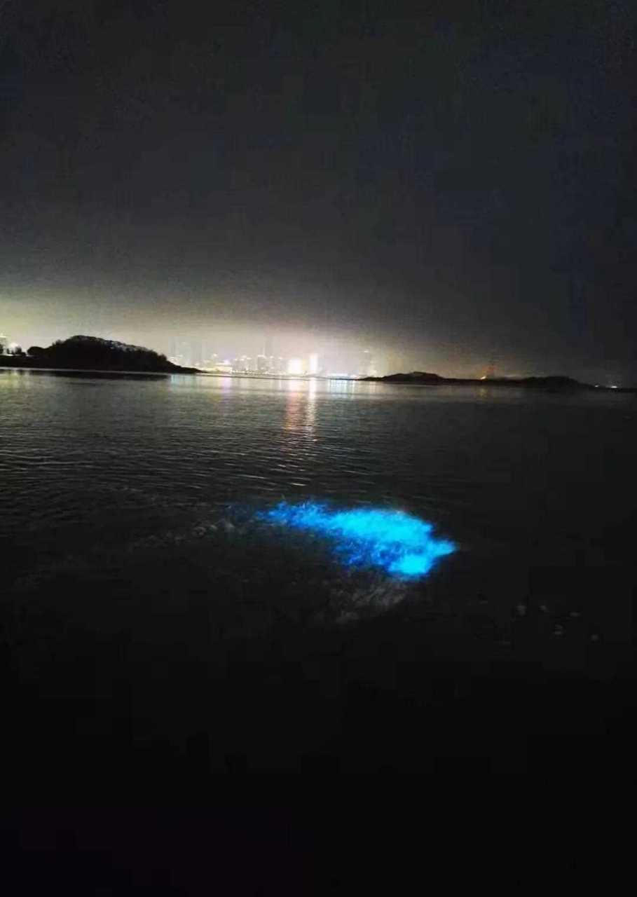 听说晚上厦门海沧湾附近海边,可以看到"蓝眼泪"?