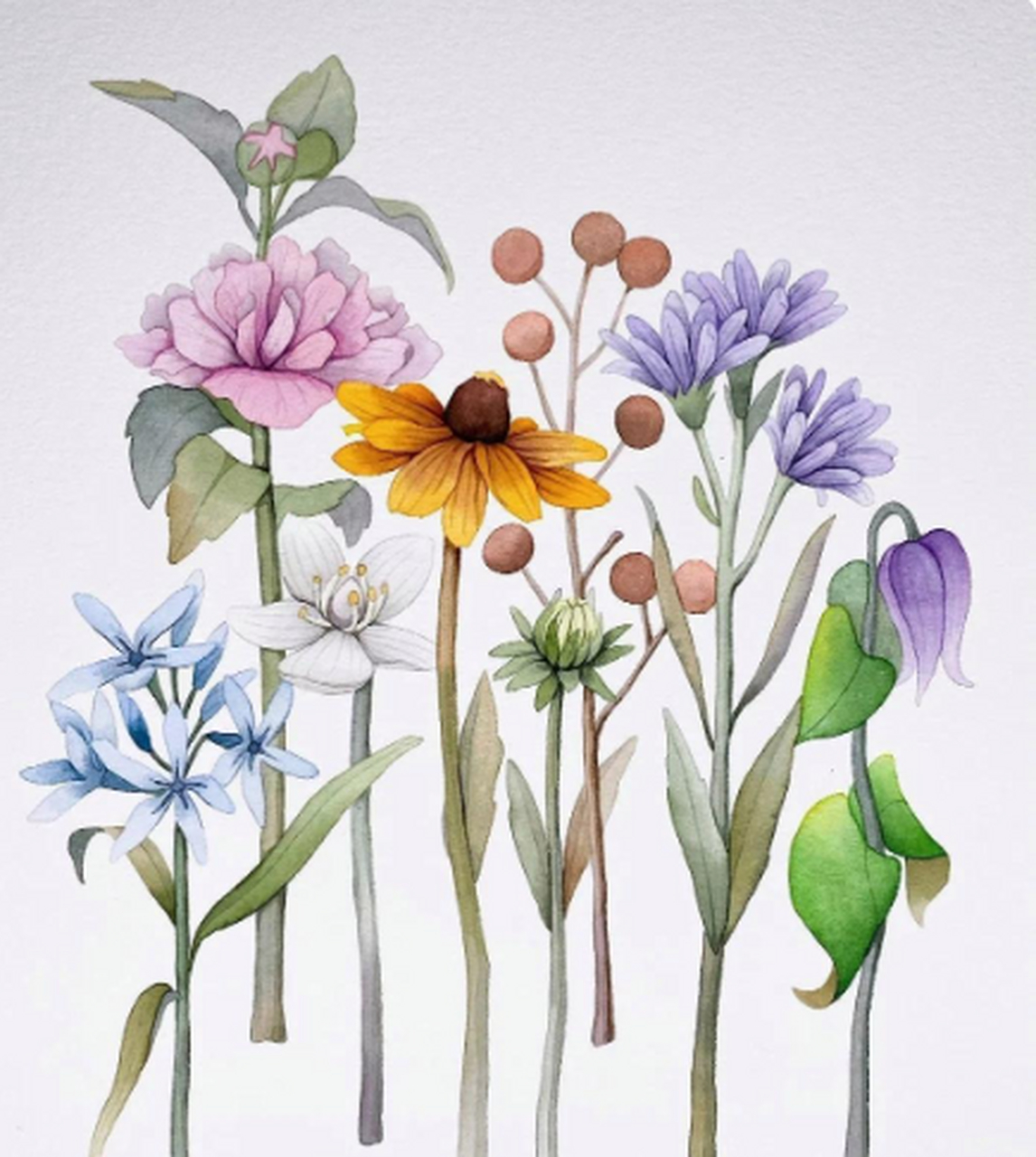 韩国水彩画家花卉作品欣赏.#花# #插画