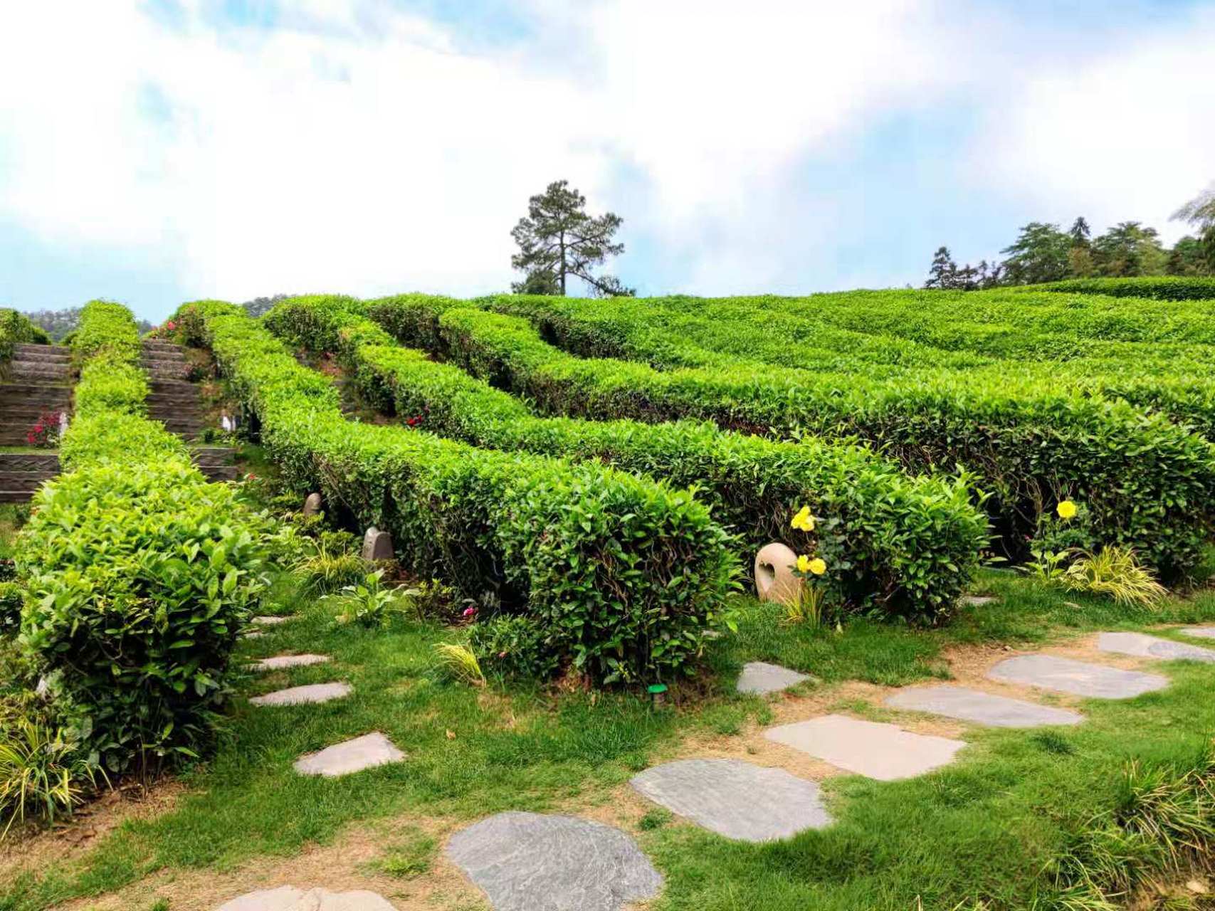 泰康径山竹茶园介绍图片