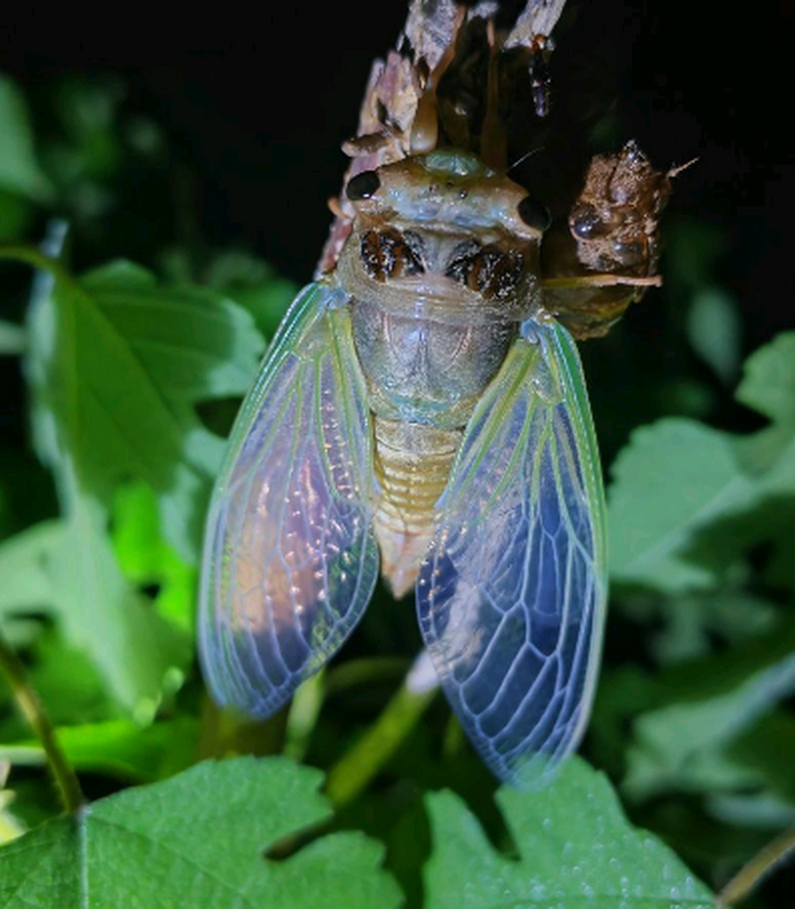 刚退了壳的知了,翅膀也是青色的