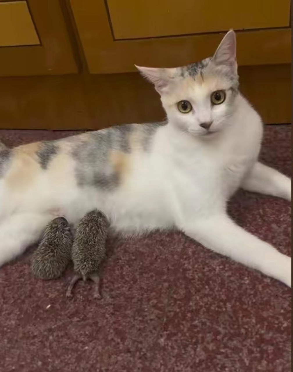 采访一下这位奶妈,你这奶的是个啥? #搞笑萌宠