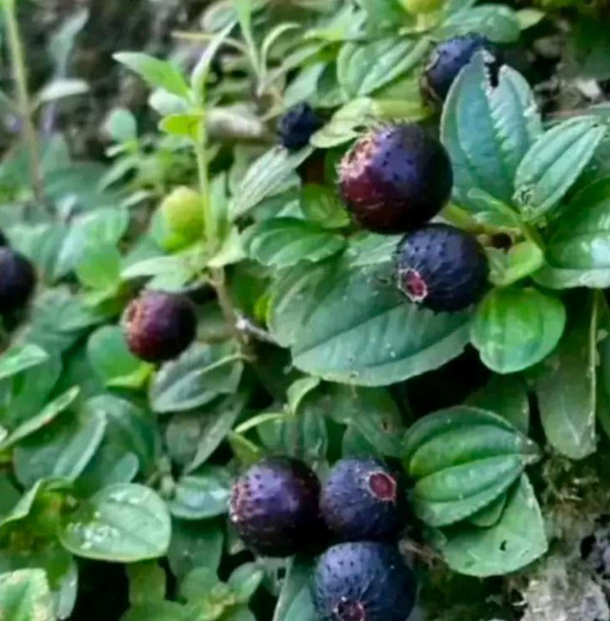 网友们:这种果实有吃过的吗?