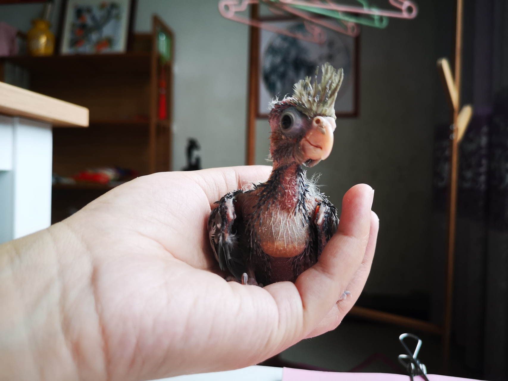 玄凤鹦鹉,出壳三十天的小幼鸟,貌是一只帅气的小灰鸡.