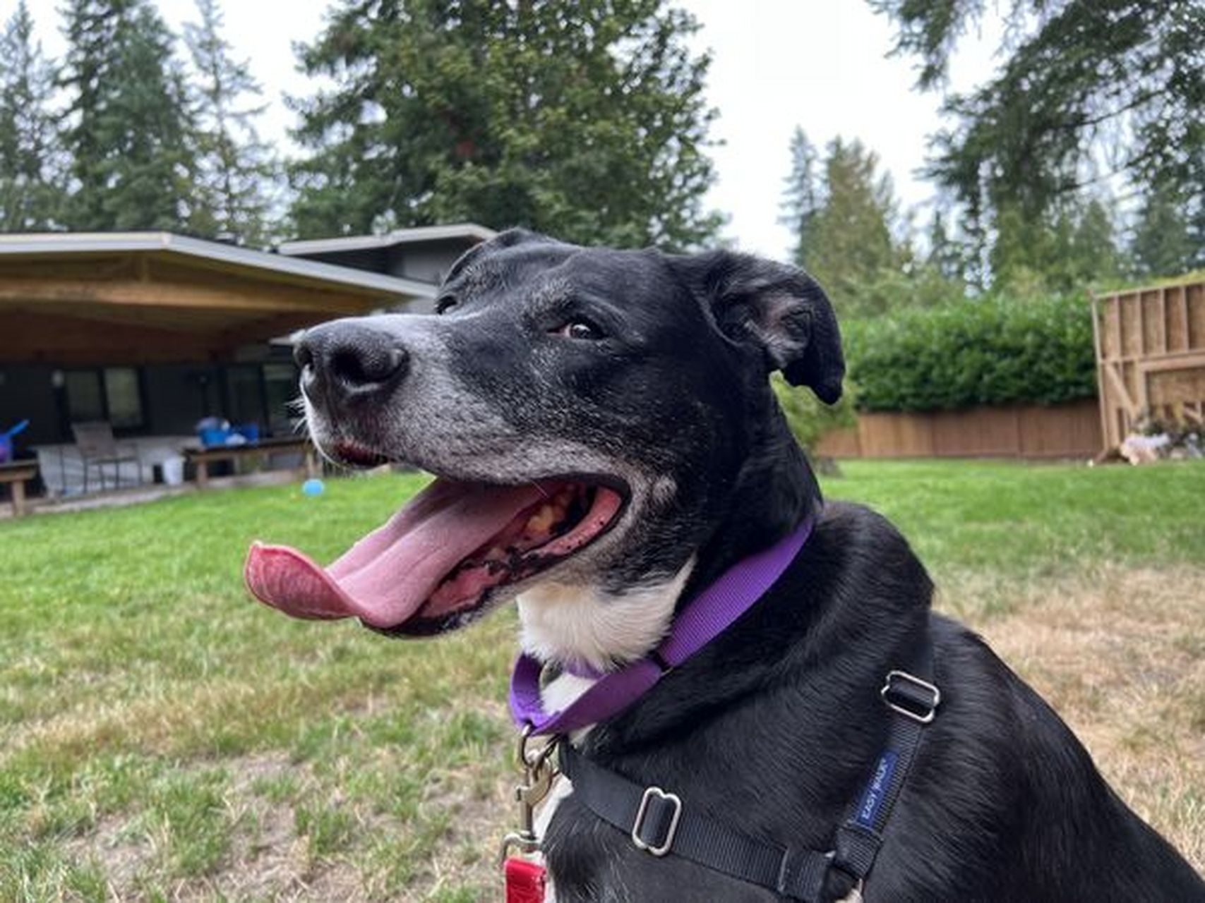 美国西雅图一只混种拉布拉多犬「托比(toby)」,10年前被现任饲主从