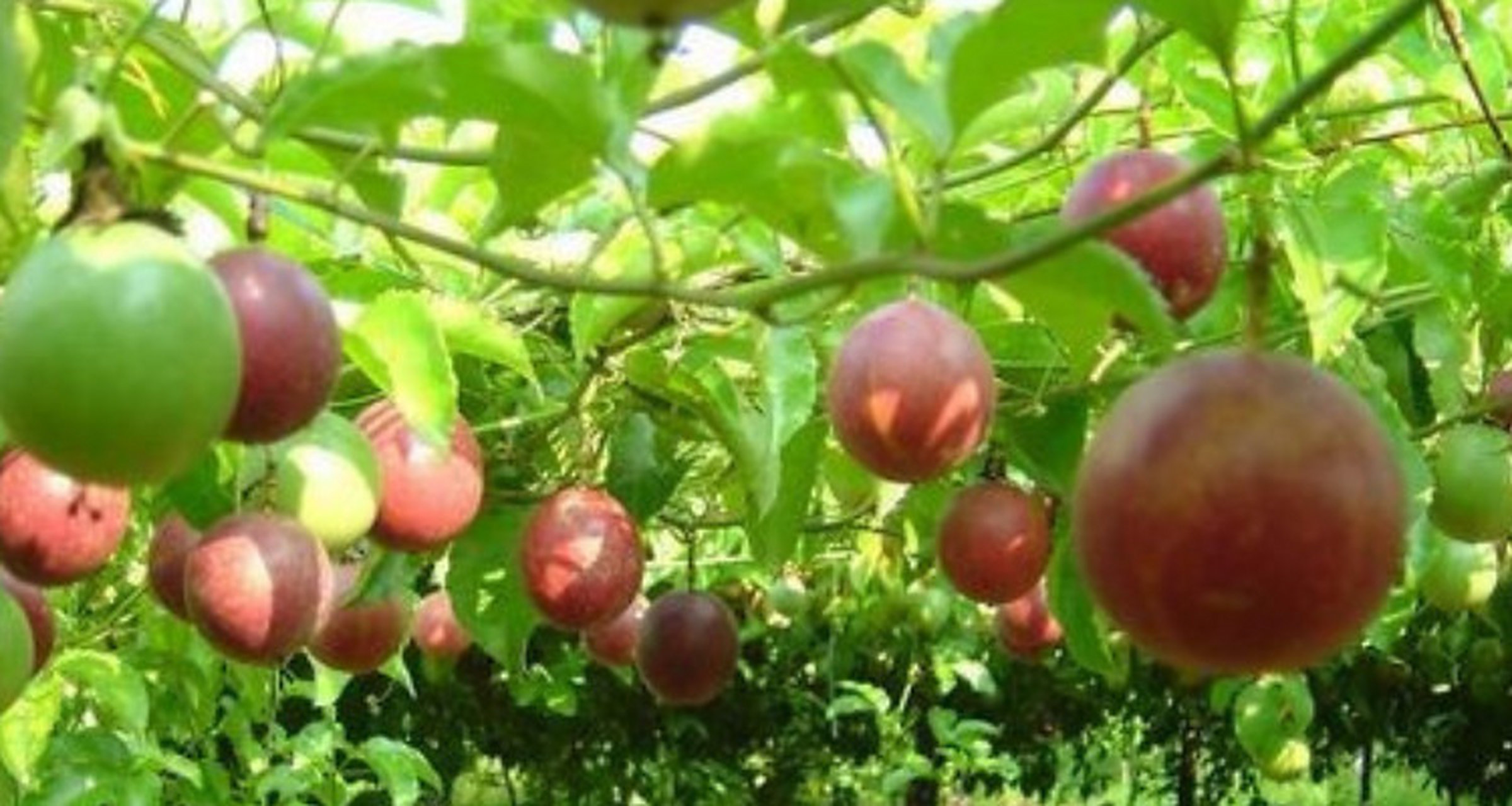 然而,它在北方的种植情况并不理想.