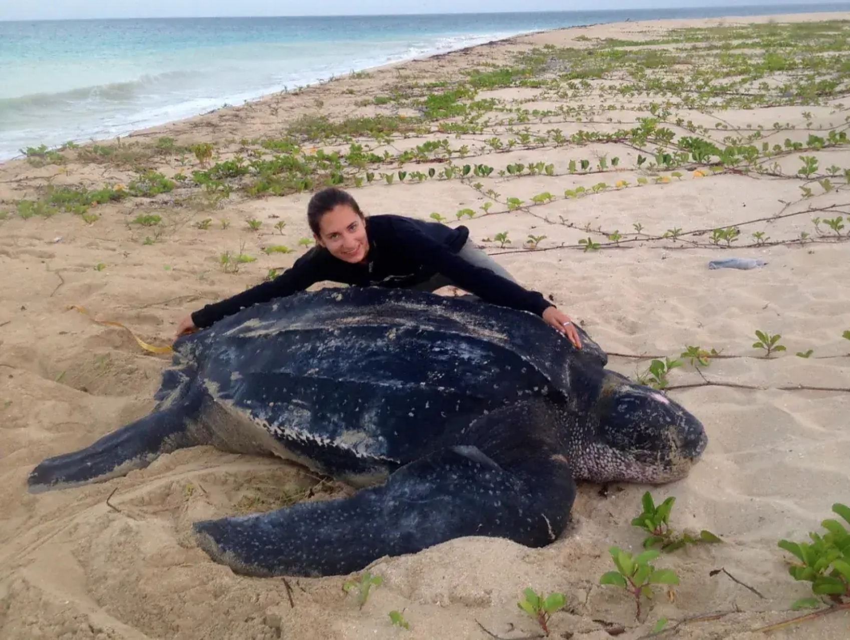 图中的这种棱皮海龟是世界上最大的海龟,我们人类在它面前,就是下面这