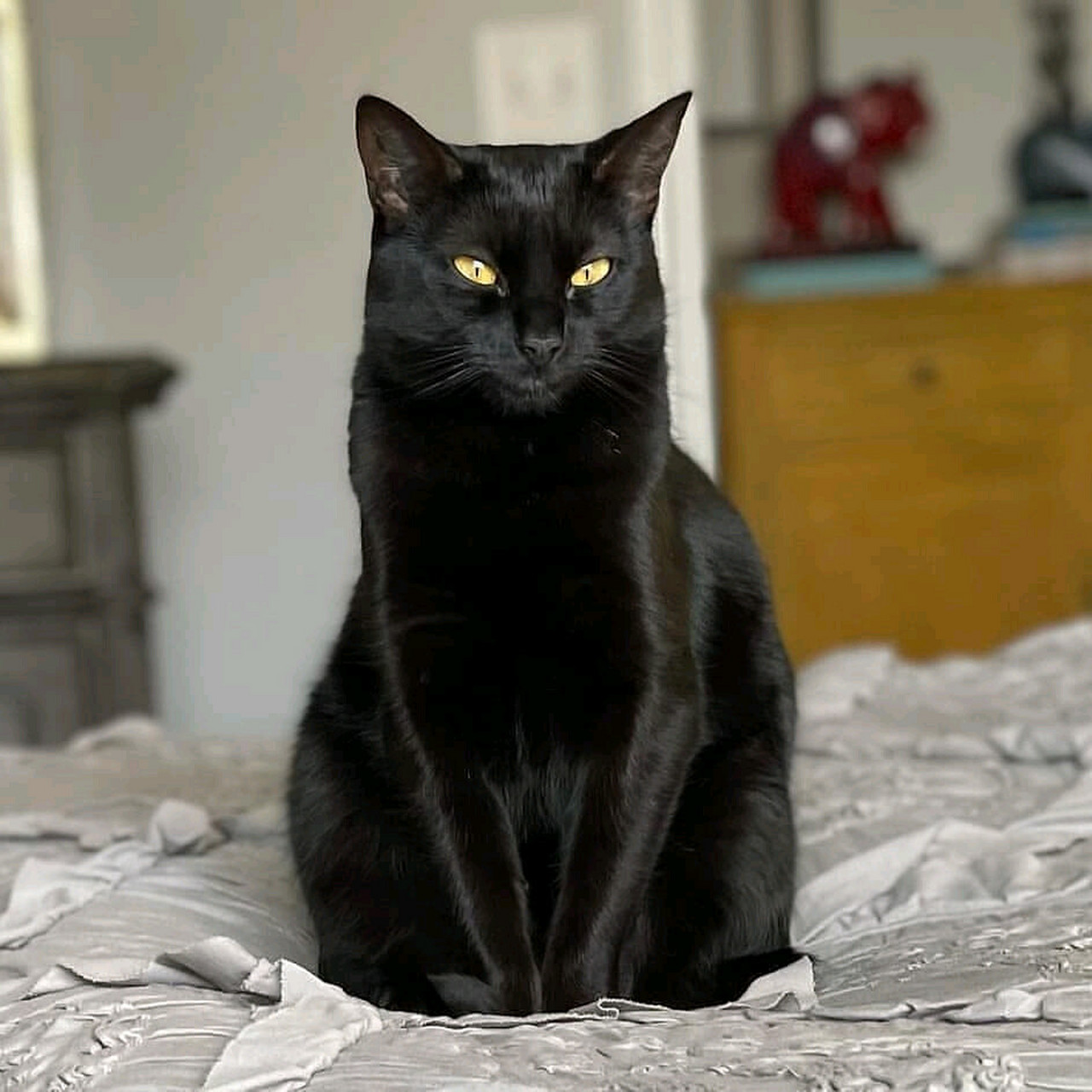 黑暗精灵——孟买猫  在猫的王国里,有一种独特的存在,它就是孟买猫