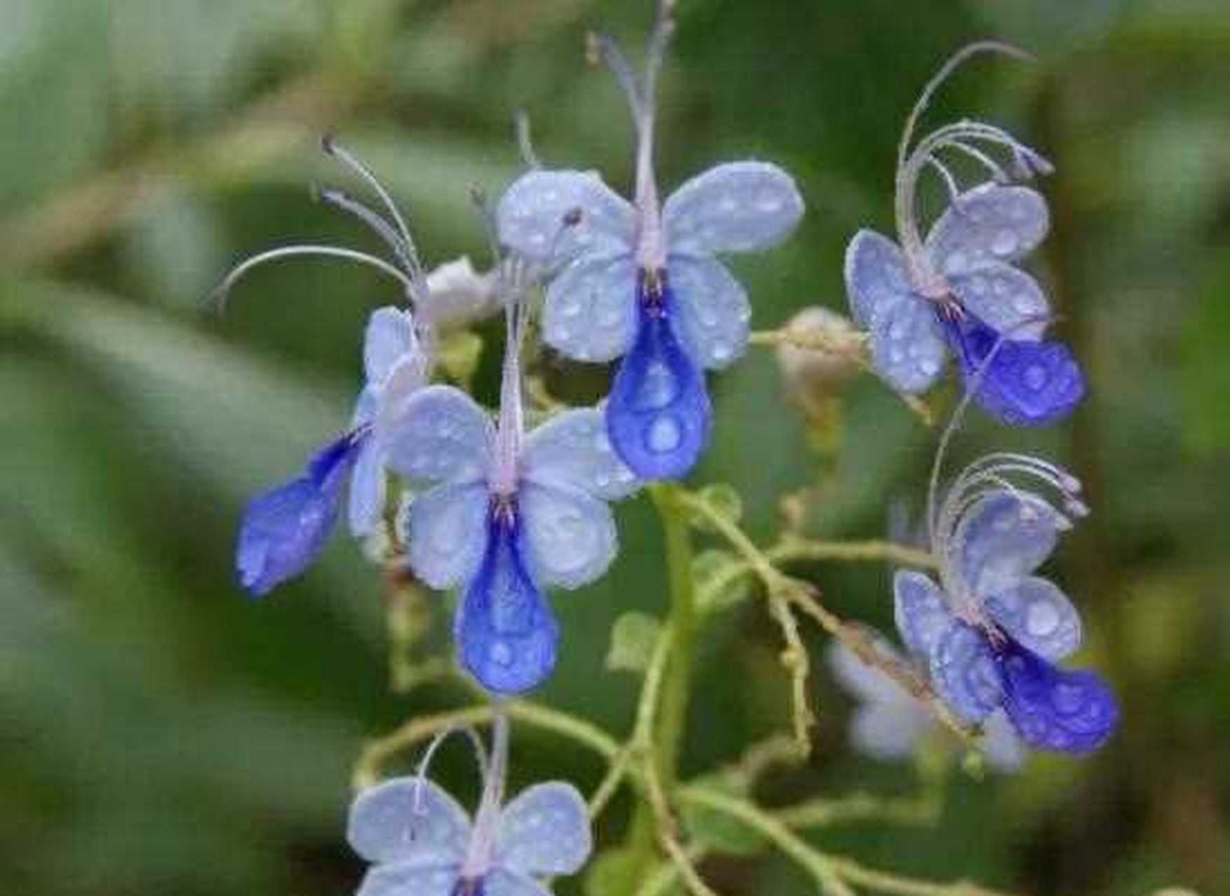 蓝色蝴蝶花的花语图片