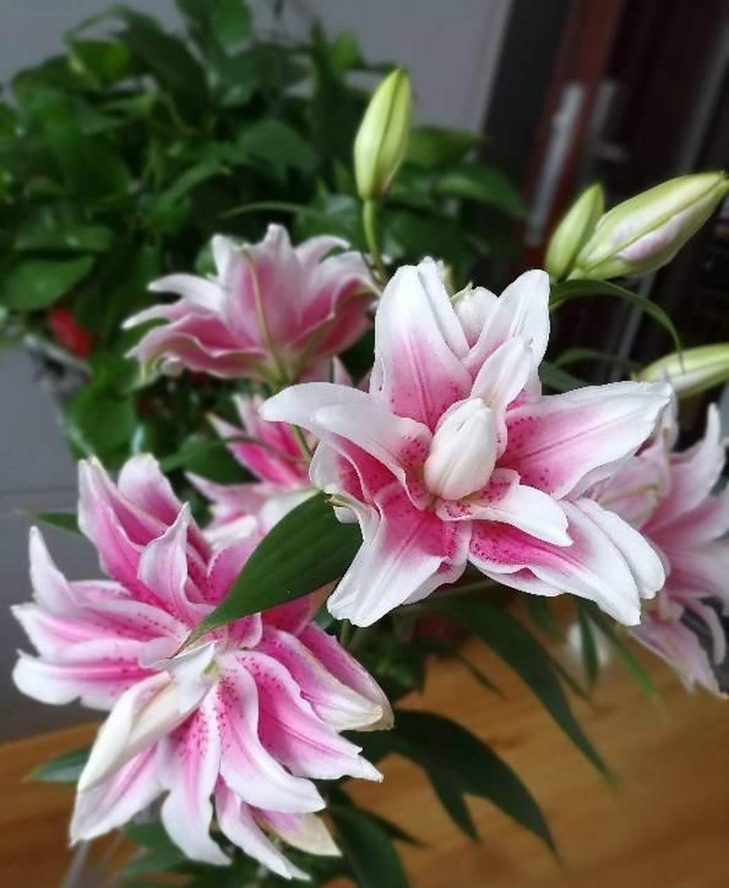 重瓣香水百合花——伊莎贝拉,既能当切花,也可以盆栽观赏的品种,株型